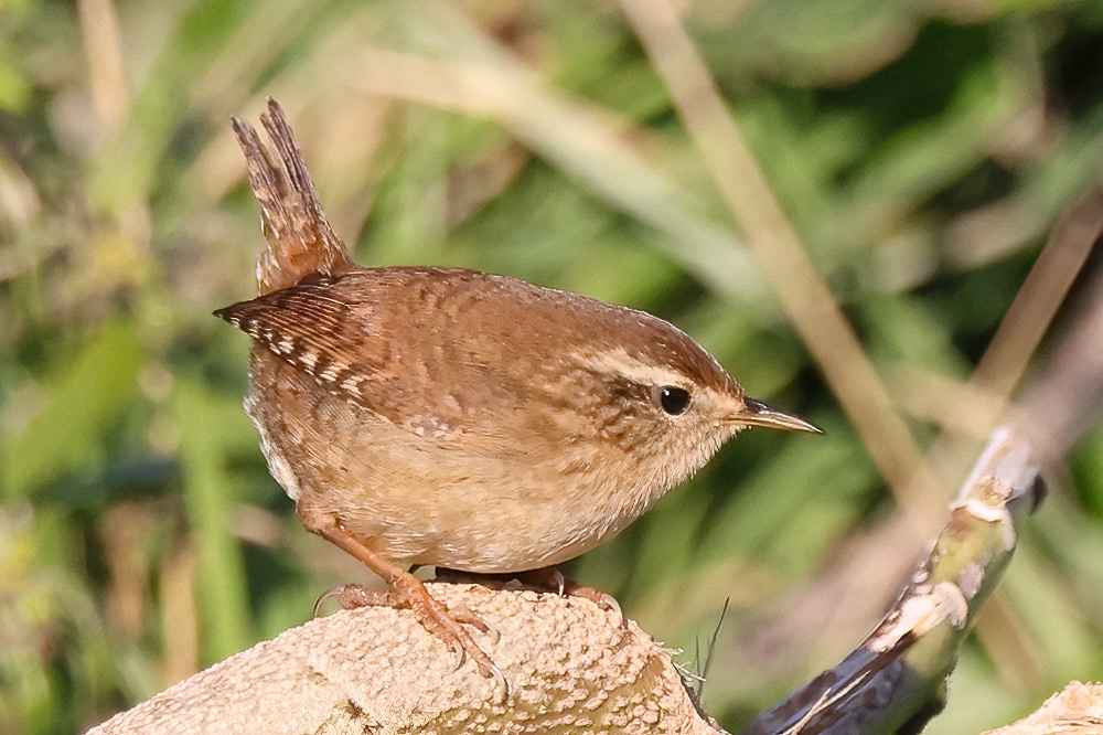 Wren